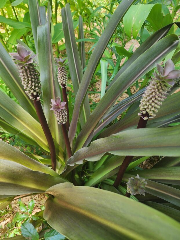 Pineapple lily in bloom.