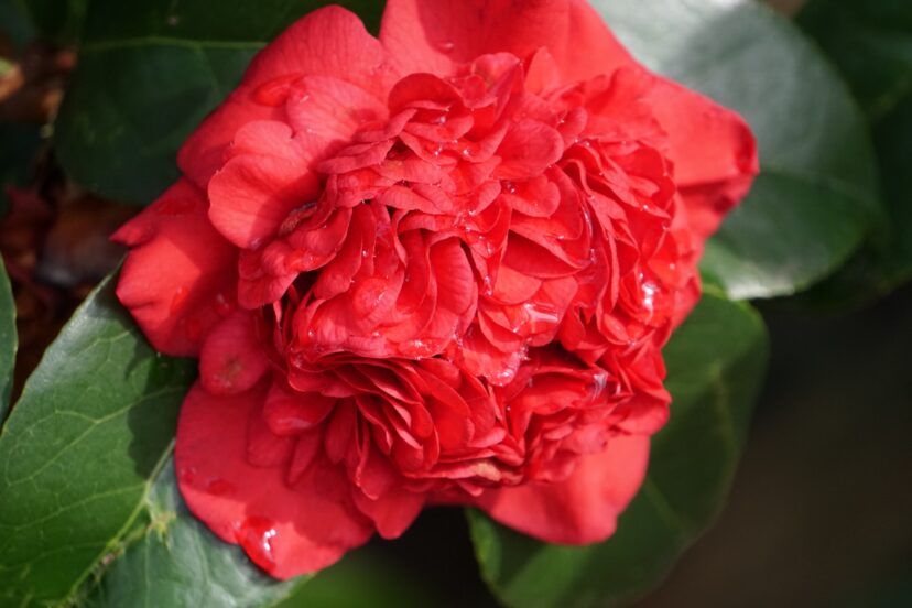 Professor Sargent camellia cultivar (Camellia japonica ‘Professor Sargent’) was named in honor of Charles Sprague Sargent, the director of Boston’s Arnold Arboretum from 1872 to 1927. The cultivar name would be written with single quotes and not in italics.