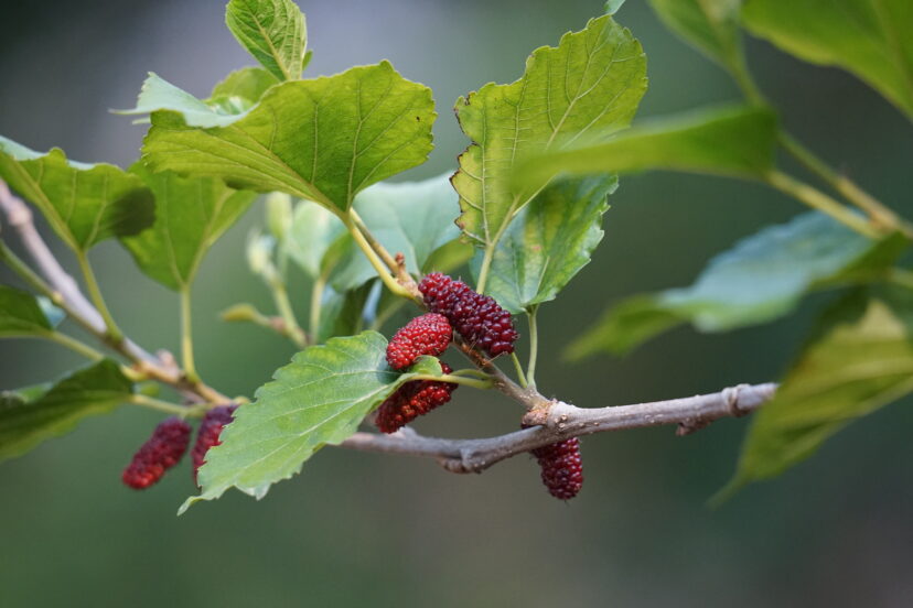 Red Mulberry (Morus rubra) fruit are typically longer than white mulberry fruit.