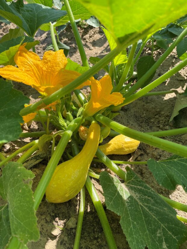 Squash ready to be harvested.