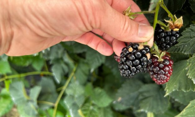 South Carolina Fruit & Vegetable Field Report- June 23, 2025