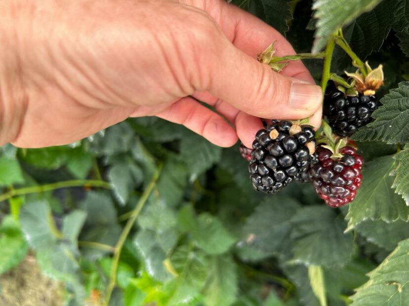 Stinkbug damage on blackberry.