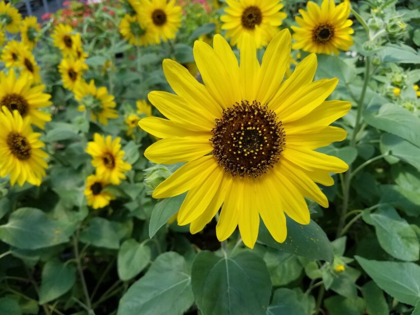 Sunflowers provide nectar and pollen from summer to late fall.