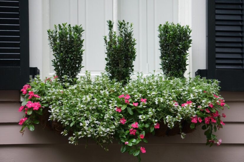 The botanical name for common boxwood is Buxus sempervirens. For a dwarf boxwood variety, the proper spelling would be Buxus sempervirens var. suffruticosa.