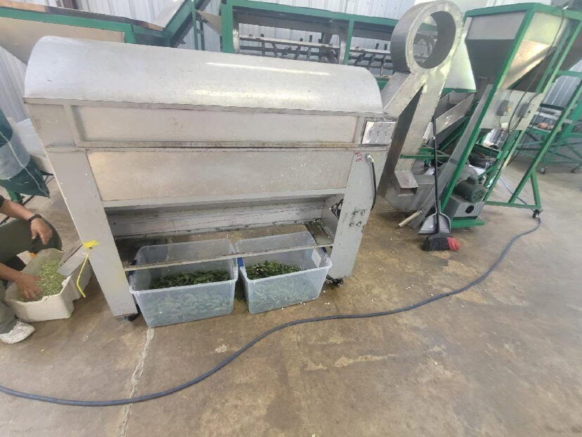 The butter bean shelling machine. Shells come out the front, and shelled butter beans come out the left side.