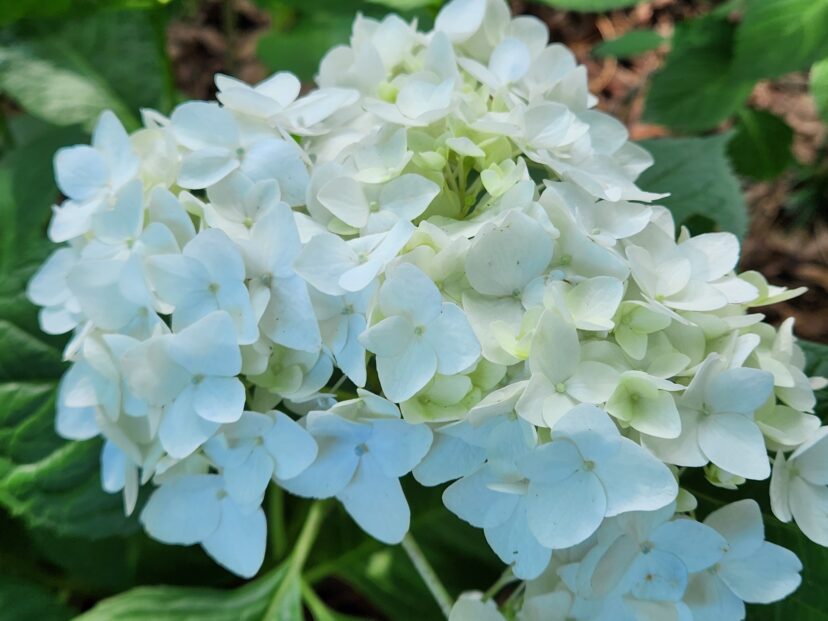 The Endless Summer® Blushing Bride® Hydrangea (Hydrangea macrophylla ‘Blushing Bride®’PP17169) has both a plant patent (PP) and a registered trademark ®.