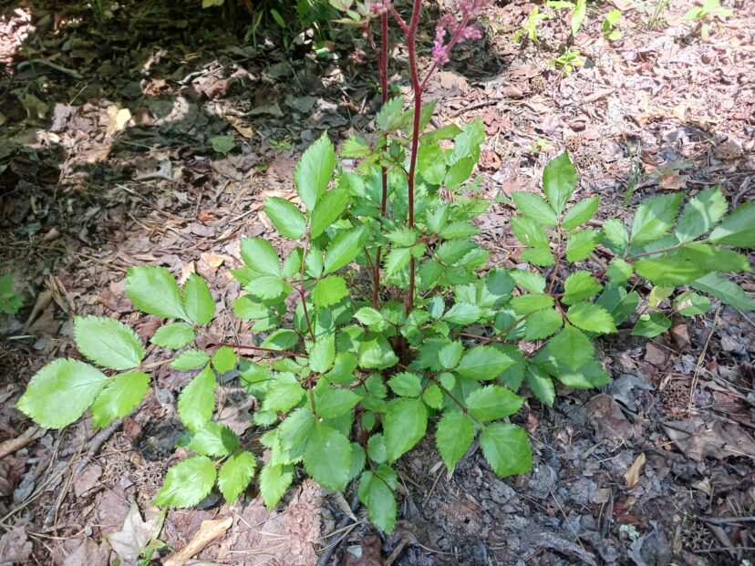The ferny foliage of this cultivar of astilbe has bronze stems and bright green leaves.