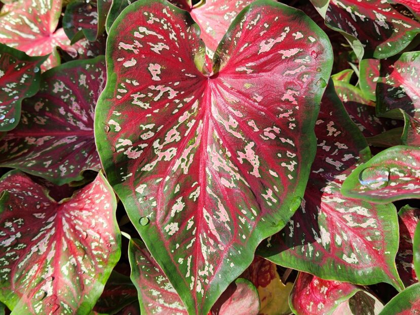 The Heart to Heart® Radiance Caladium (Caladium Heart to Heart® 'Radiance’) is a registered trademark now registered with the US Patent Office.