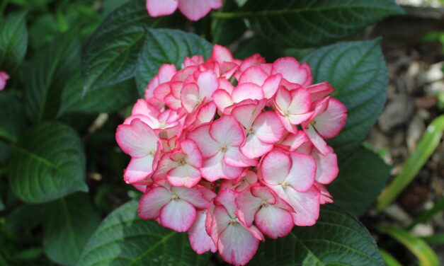 Understanding Plant Identity: Varieties, Cultivars, Hybrids, and Legal Protections Explained