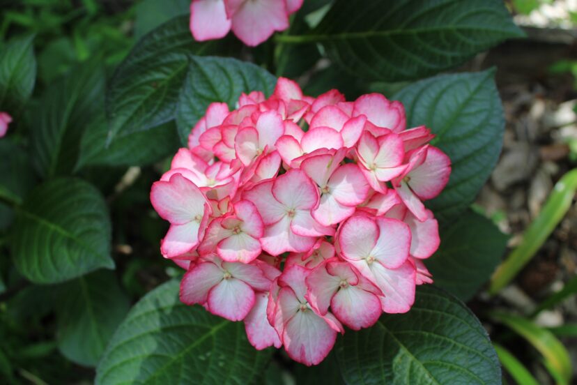 The Kimono™ Hydrangea (Hydrangea macrophylla 'Hokomabebos') is trademarked to protect the brand name Kimono.