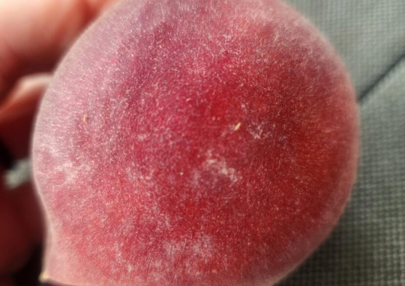 There is a heavy thrips population this year. A tiny, tan, spindle-shaped thrips on this peach.