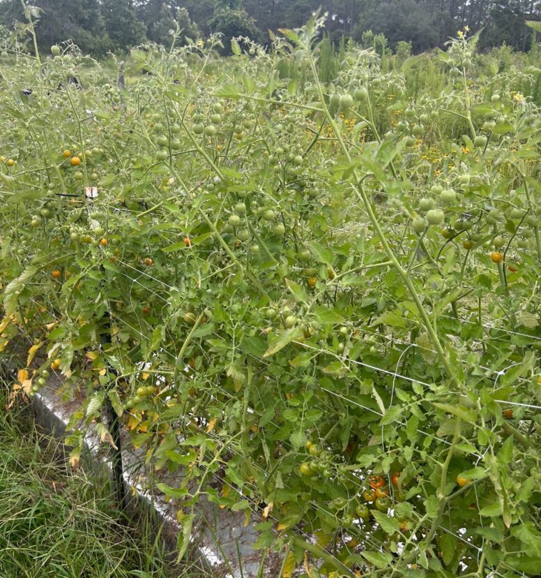 These tomatoes just didn’t have the right color despite the grower being dialed in on their fertility program. Upon inspecting the roots, we found that the roots were severely impacted by root-knot nematode.