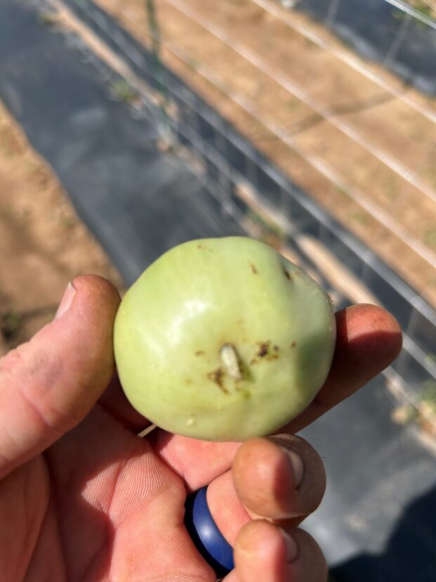 Tomato fruit worm on green fruit.