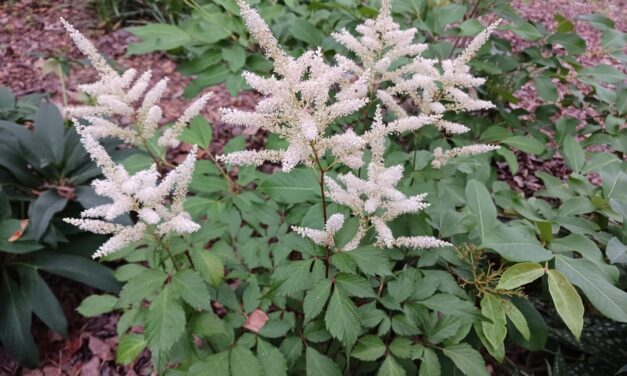 White flower spikes rise above the ferny foliage of Astilbe ‘Washington’ in early May.