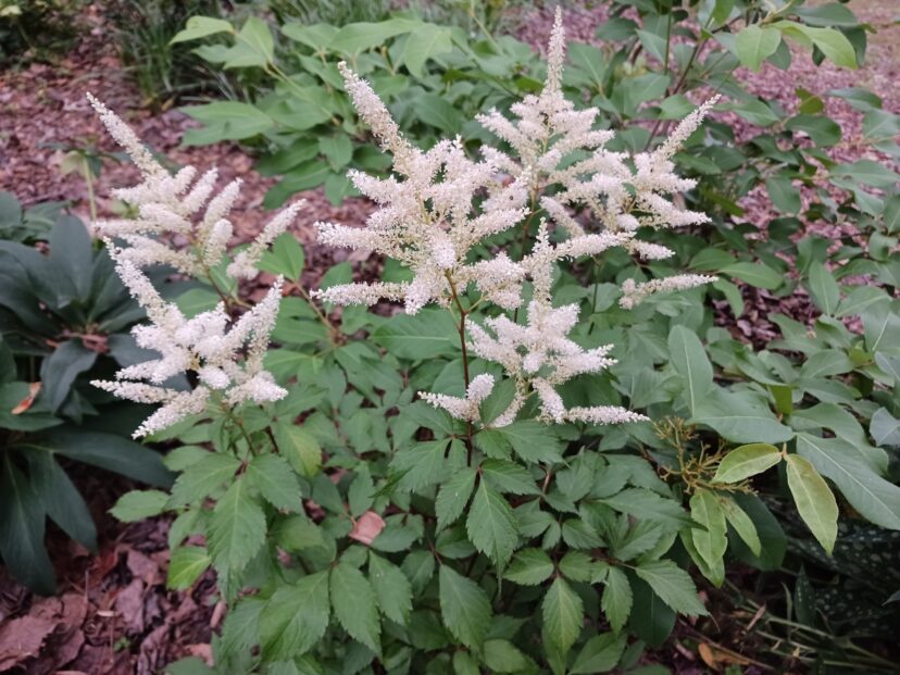 White flower spikes rise above the ferny foliage of Astilbe ‘Washington’ in early May.