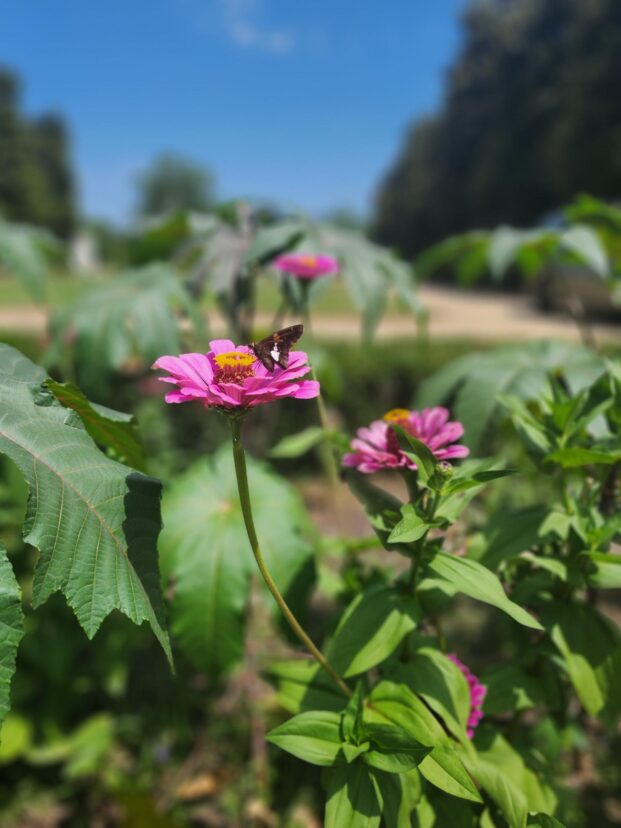 Zinnia in bloom.