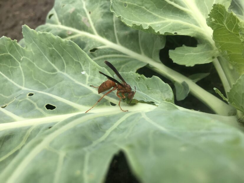 A related Vespid wasp (paper wasp) eating a collard-feeding caterpillar.