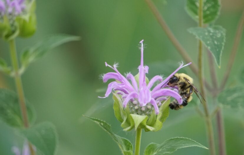 A bumblebee pollinating a wild bergamot flower.