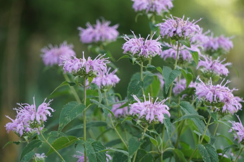 A clump of wild bergamot (Monarda fistulosa).