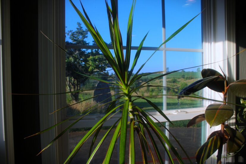 A dragon tree (Dracaena draco)