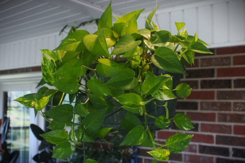 A golden Epipremnum aureum) plant grows well in a hanging basket pot.