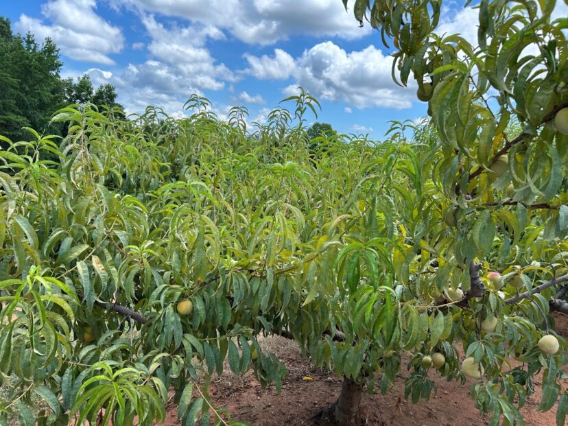 Moisture stress in peach trees causing yellowing.