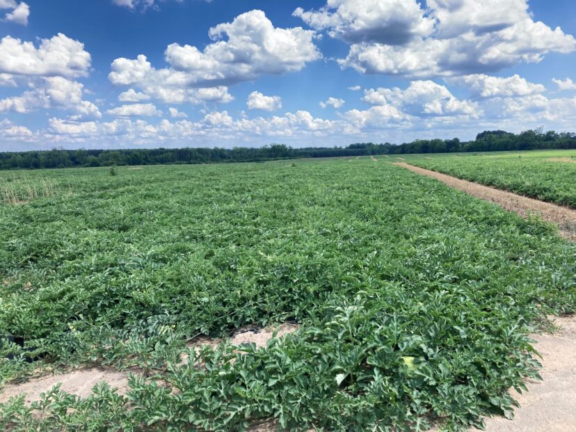 A local watermelon field.