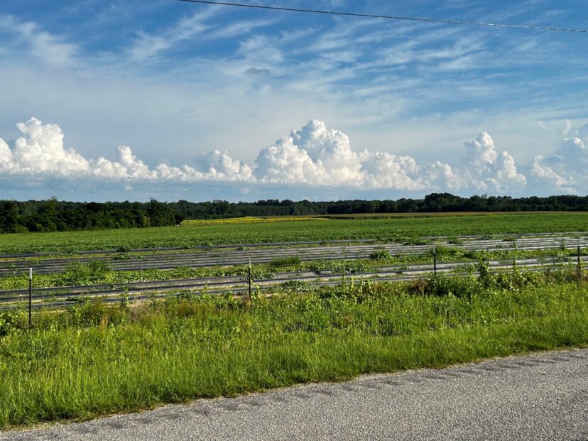 A Phil Sandifer and Sons watermelon field with sunflowers in the background.