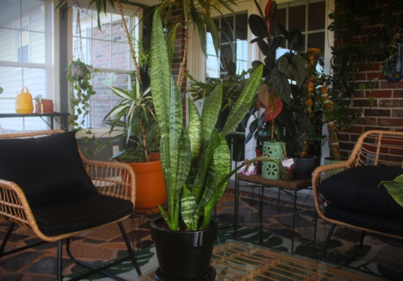 A potted mature snake plant (Dracaena trifasciata) is the most common variety available for purchase.