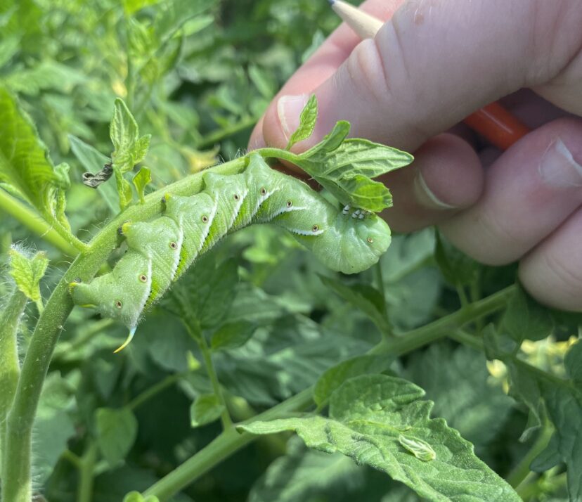 A tomato hornworm feeding on a tomato leaf.