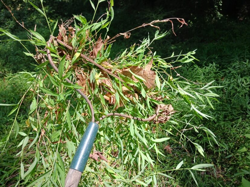 Use a sturdy garden rake to pull a lot of stiltgrass out, then hand-weed the rest. 
