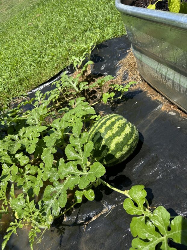 A watermelon waiting to be harvested.