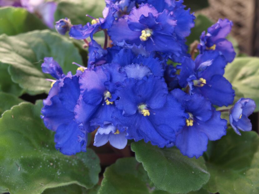 African violets (Saintpaulia ionantha) are low-maintenance, easy-to-grow houseplants that will bloom several times a year.