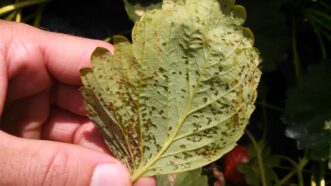 “Angular leaf spot lesions on strawberry leaves.”