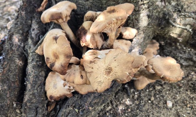 Question of the Week – Armillaria Root Rot