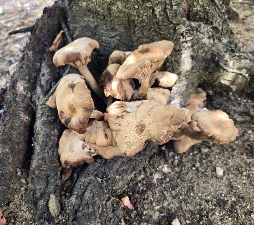 Armillaria Root rot.