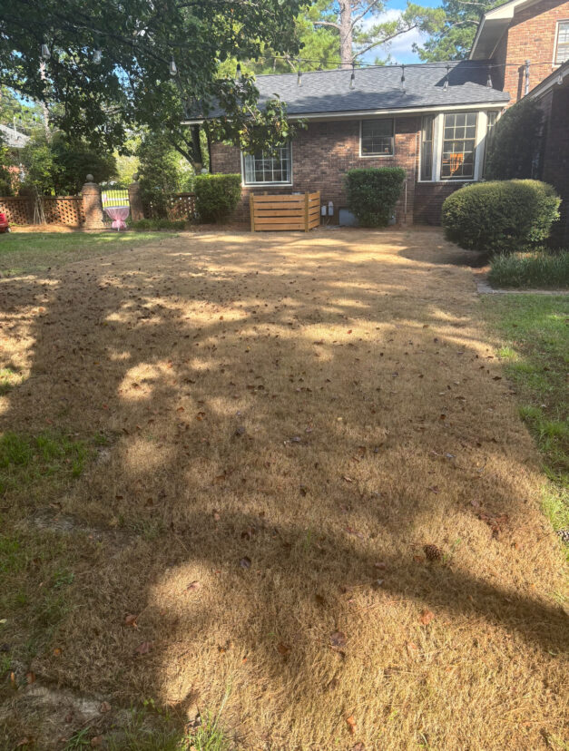 Armyworm damage to a Bermudagrass lawn can be completely decimated in a matter of days.