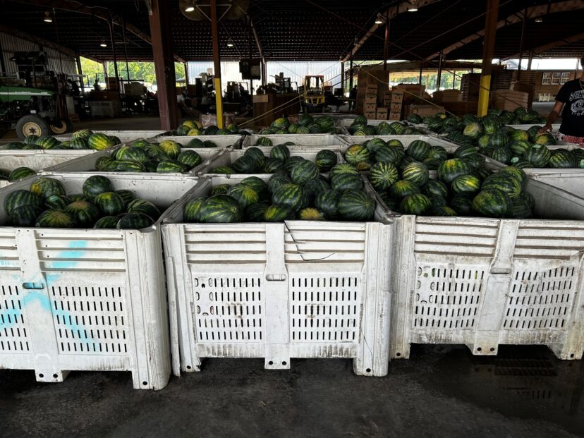 Ben's of watermelons.