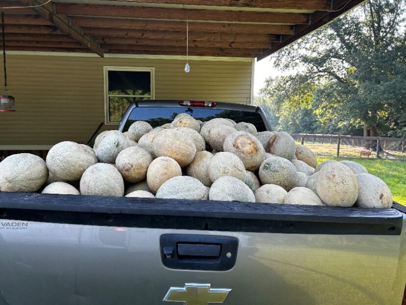 Cantaloupes awaiting delivery!
