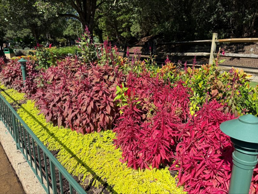 Celosia and creeping jenny make for great summer flowerbeds.