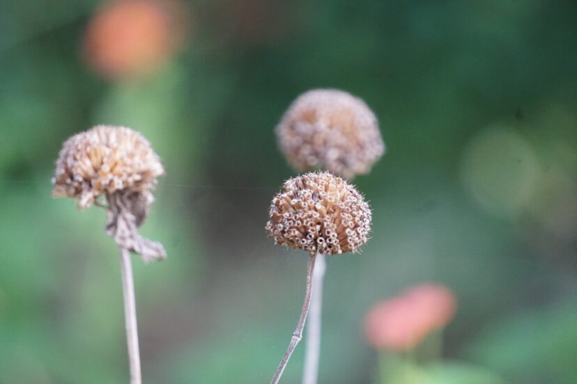 Leaving seed heads on plants provides food for wildlife and supports biodiversity in your garden.