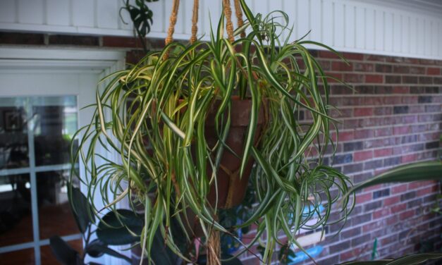 Exciting Houseplant Selections for Beginners