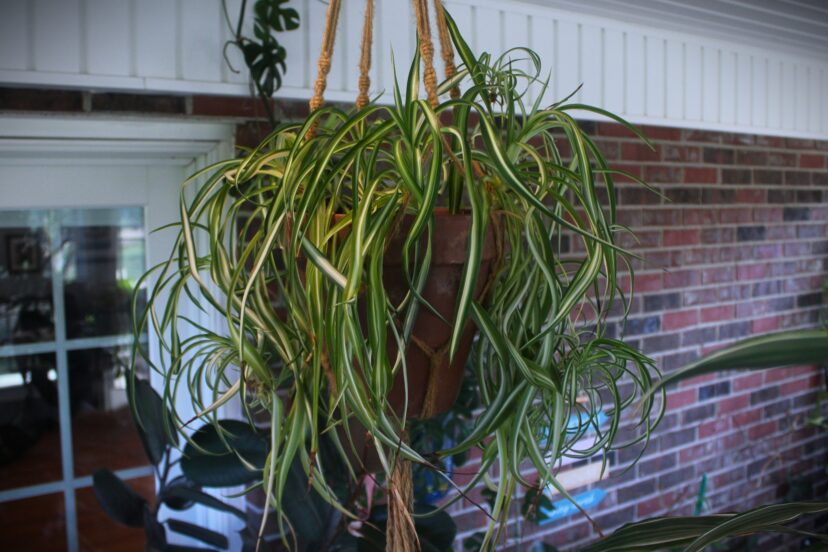 Curly spider plant 'Bonnie' (Chlorophytum comosum 'Bonnie')
