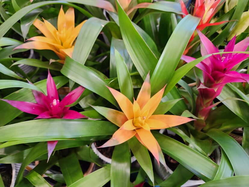 Depending on the species, bromeliads (Bromeliad species) are available in a wide variety of interesting foliage and flower forms.