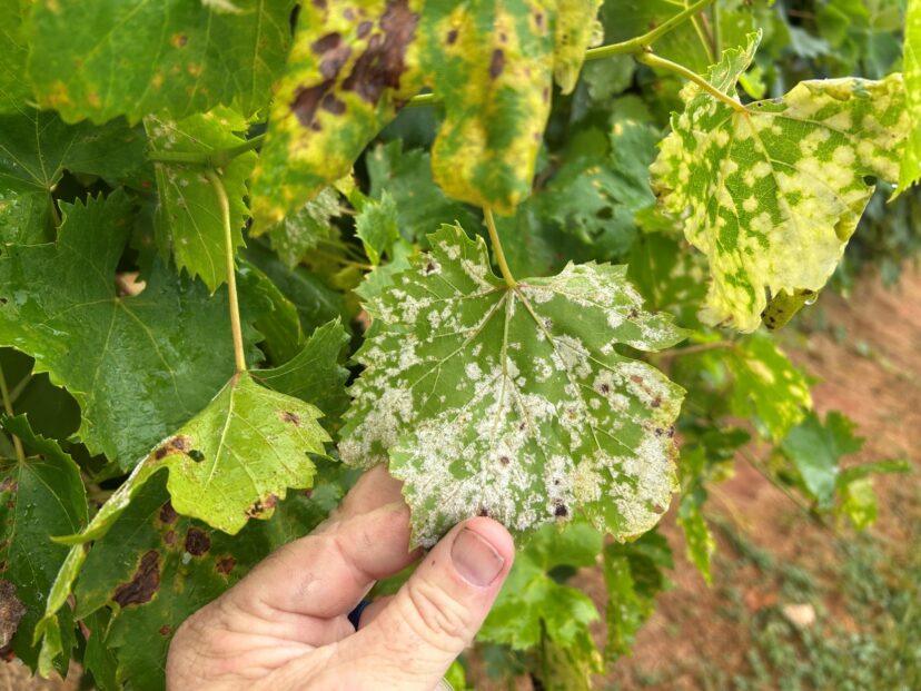 Downy mildew symptoms on the underside of a muscadine leaf.