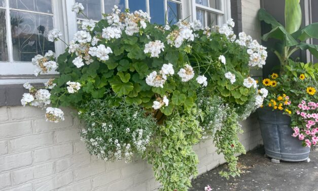 This Month in Your Garden – August 2025
