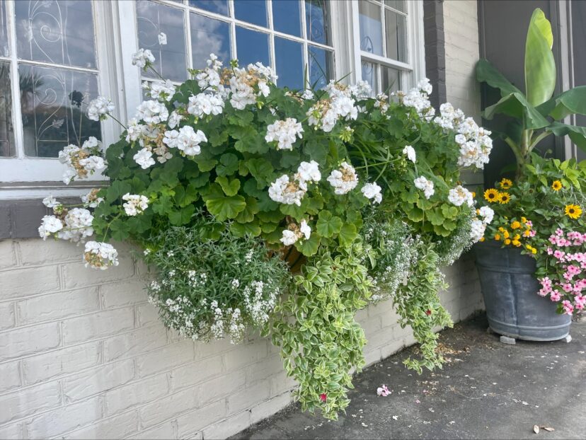 Excellent growth in window boxes can be controlled with a hard cut to reduce size.