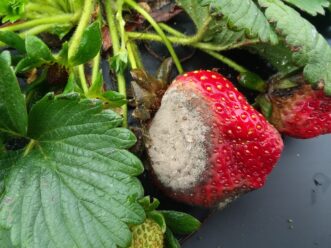 “Gray mold (Botrytis) developing on ripe strawberries under cool, wet conditions.”