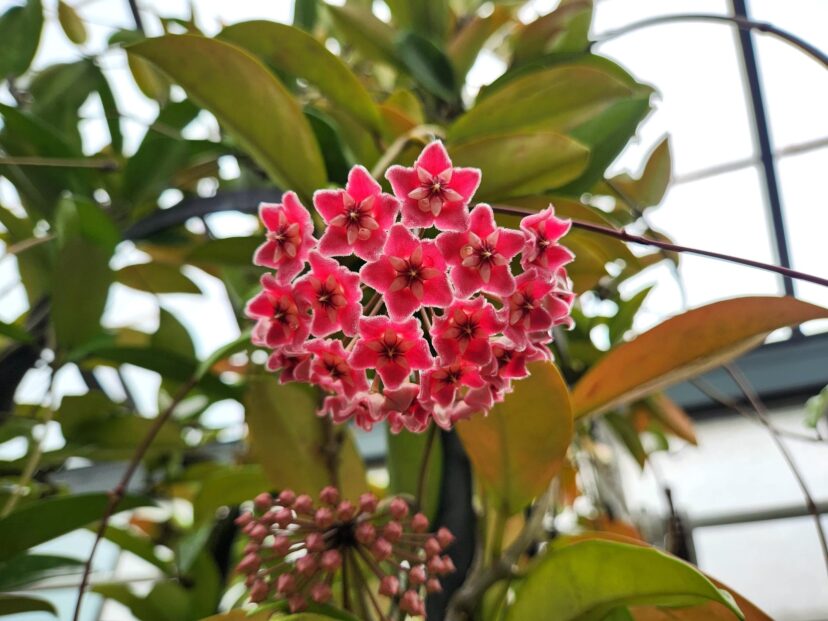 Hoyas (Hoya species), also known as waxflowers, are easy-to-care-for houseplants.
