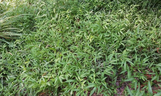 Japanese Stiltgrass: Identification, Control Methods & Removal Tips
